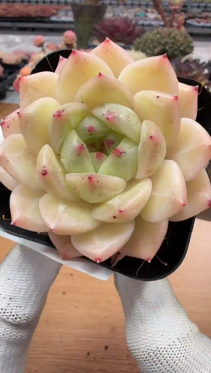 东云多肉园二店-54