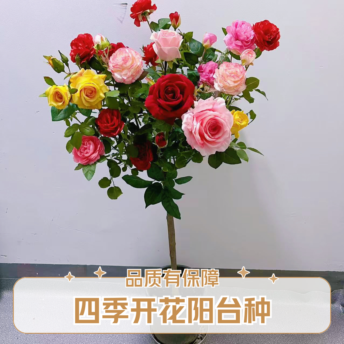 （2-3色）棒棒糖树桩月季颜色随机发多季开花月季阳台庭院种植