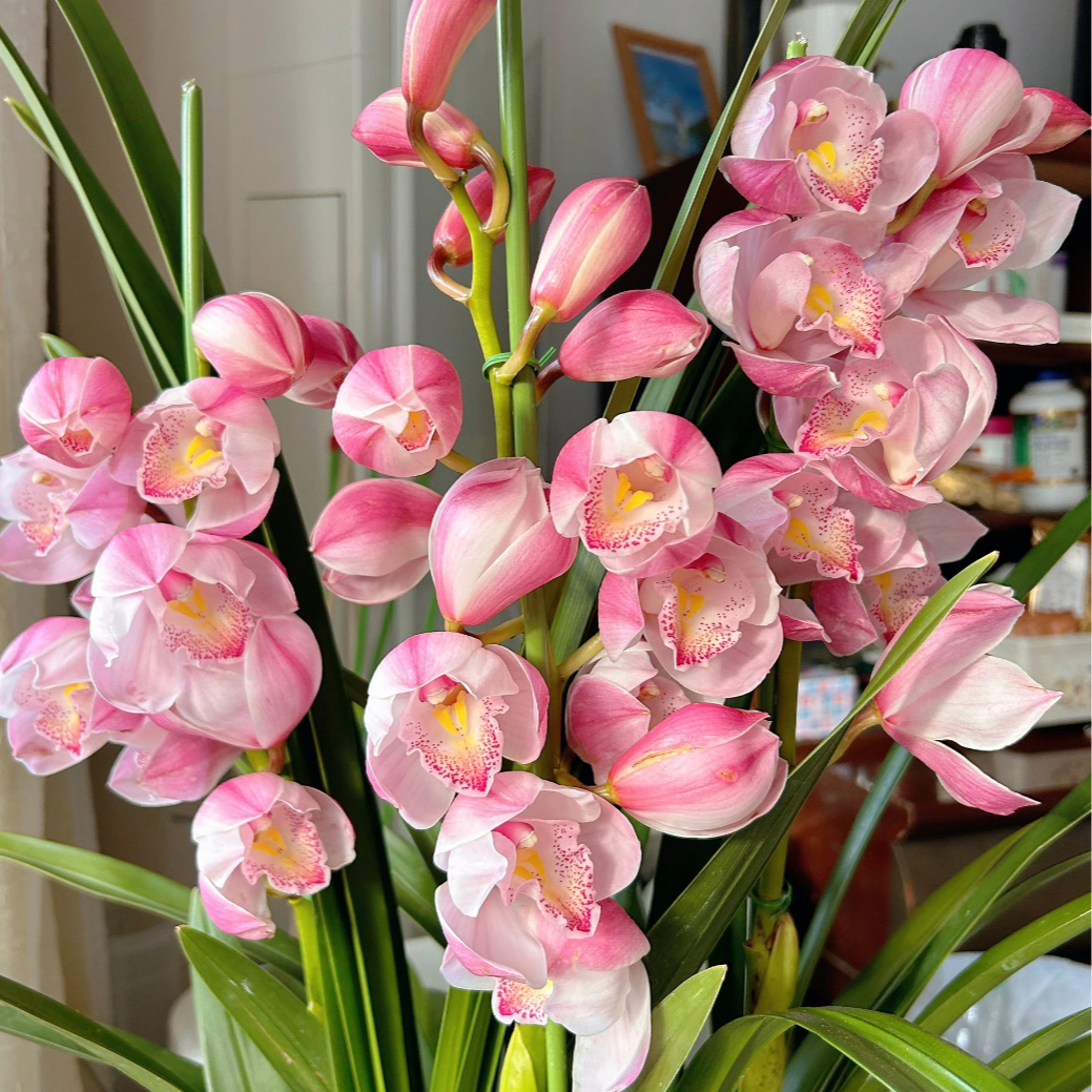 【粉佳人】大花蕙兰190口径保6花剑室内高端花卉易养护云南基地直发