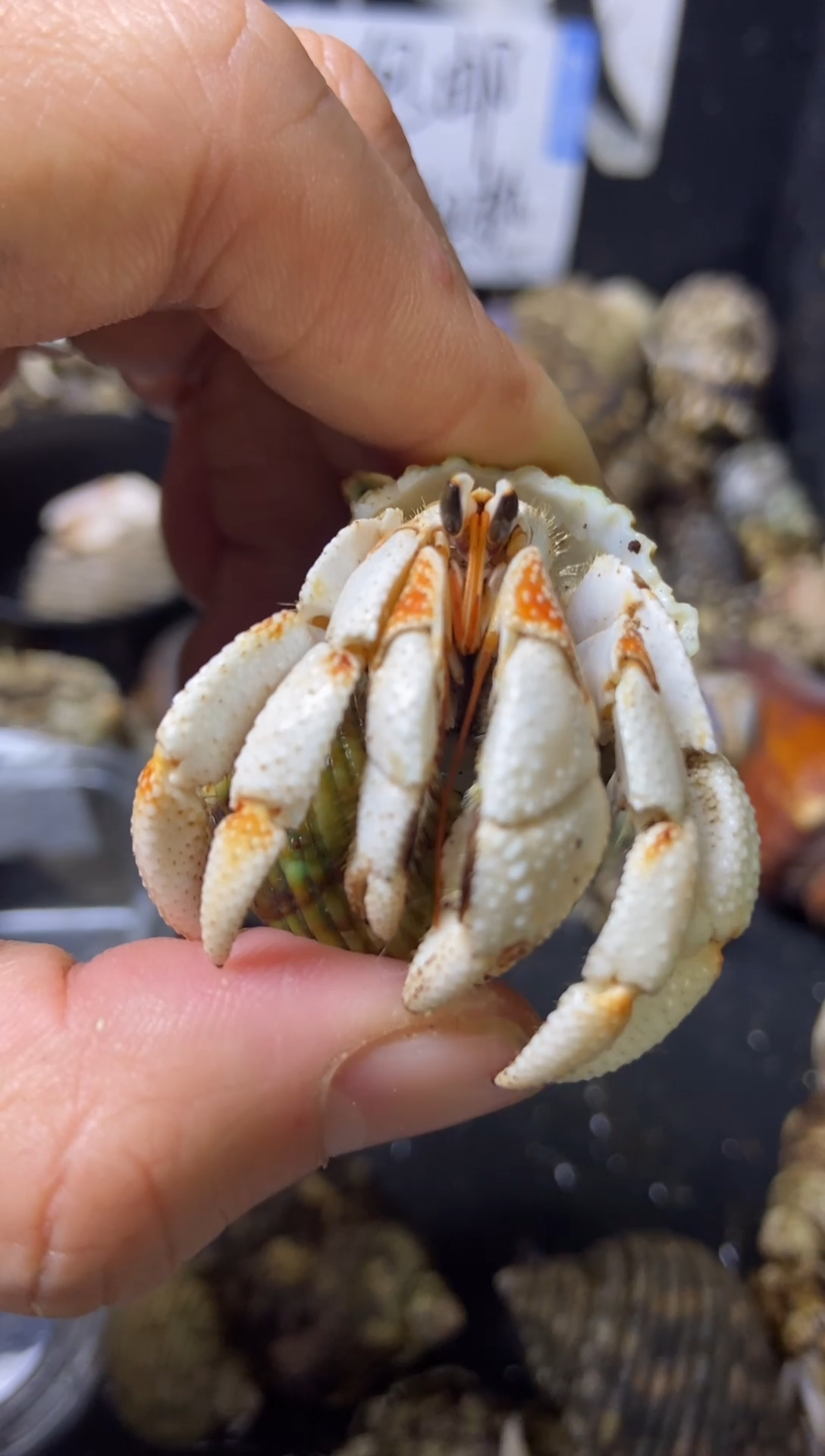 2.4口橙肩膀小白胖绝绝