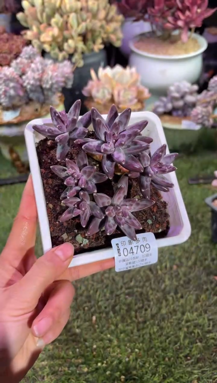 【闪购商品】04709