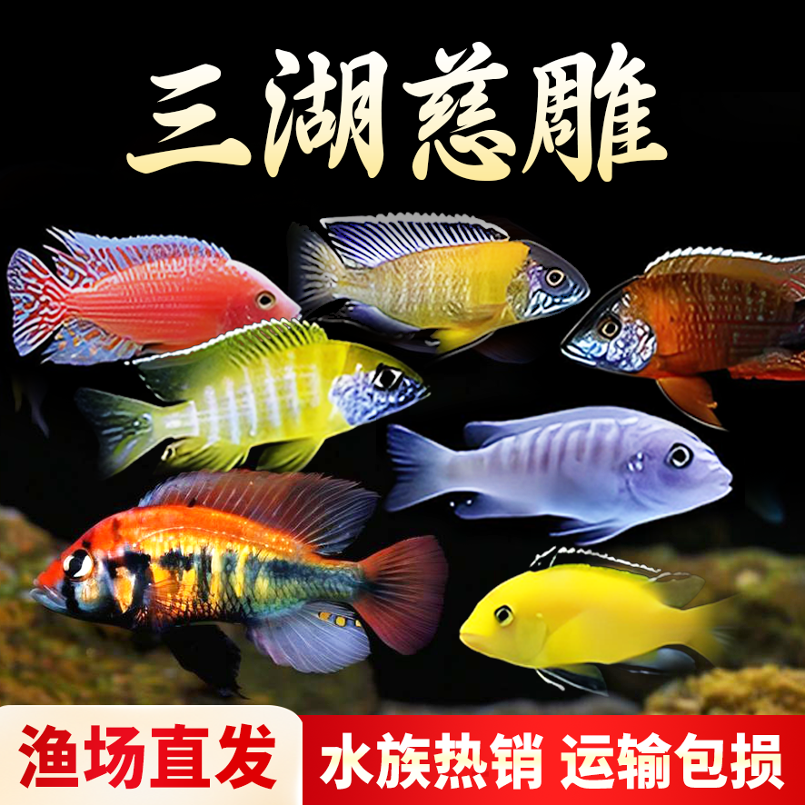 热带观赏鱼三湖慈鲷自然发色鱼孔雀岩栖六间小丑勾鼻热带鱼