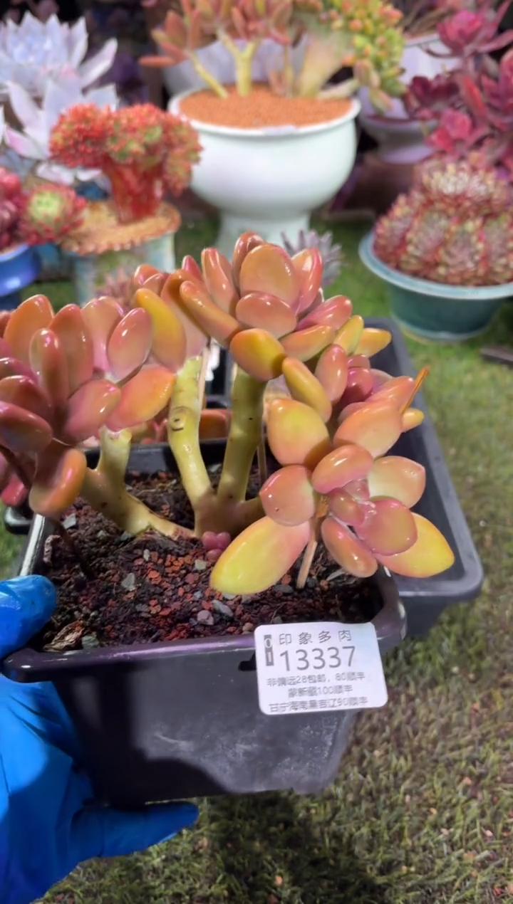 【闪购商品】13337