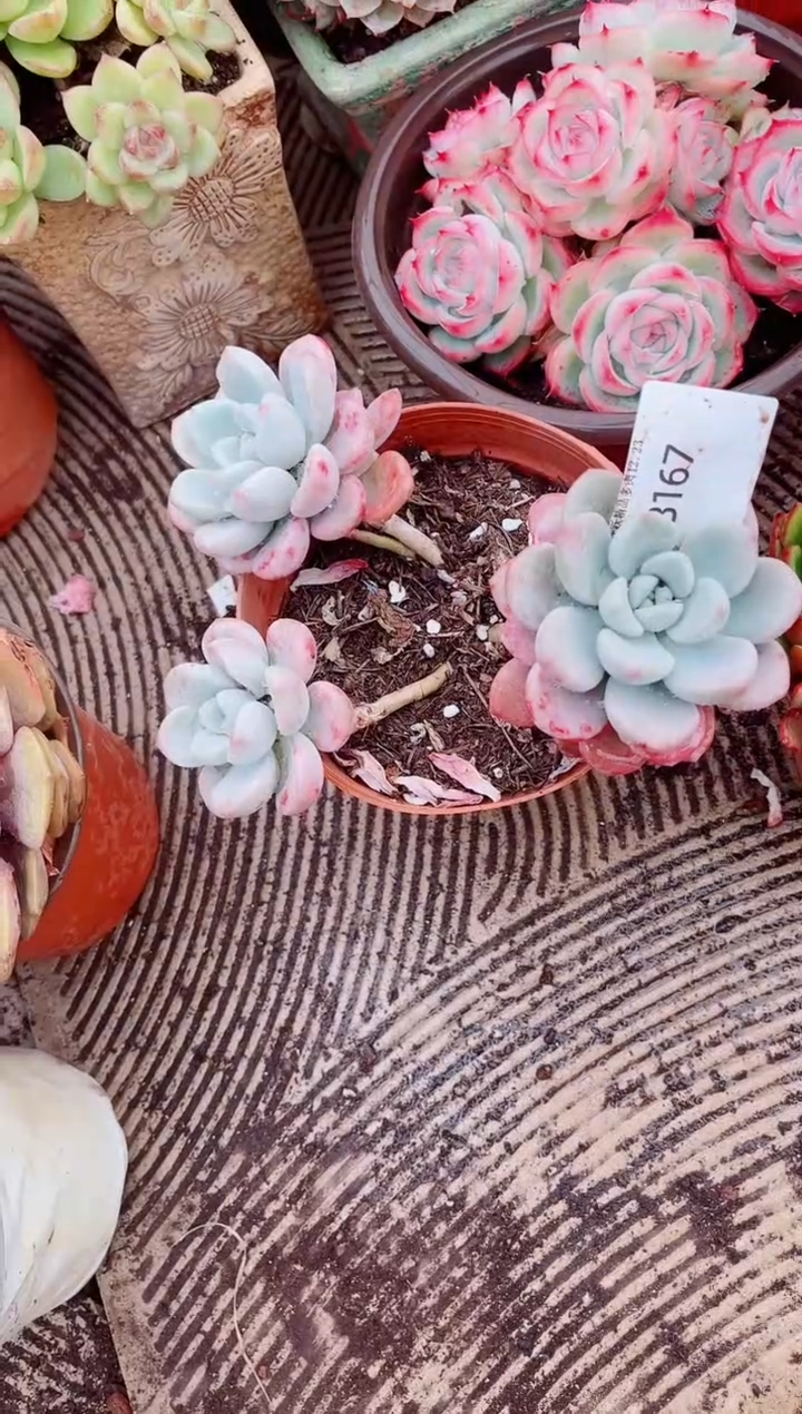 小*妈跃跃精品多肉23167