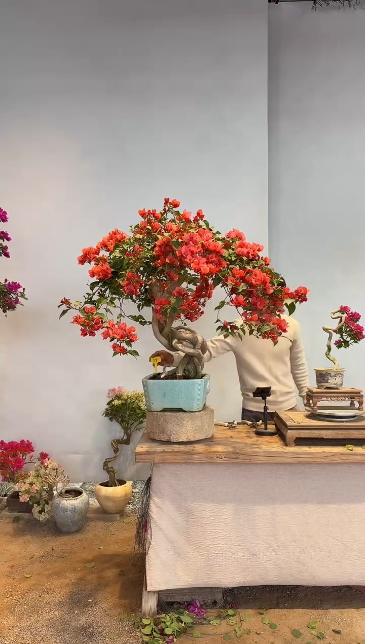 以实际为准雪*三角梅17