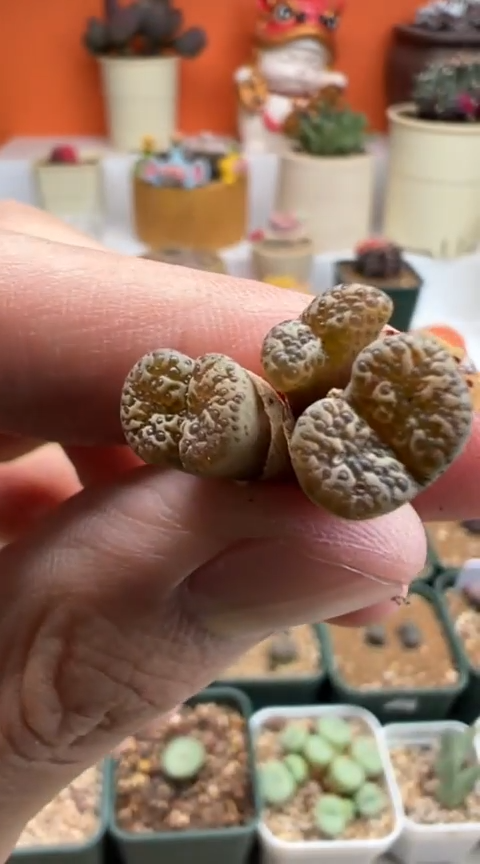 86好看的肉肉冲冲冲。。。。。。