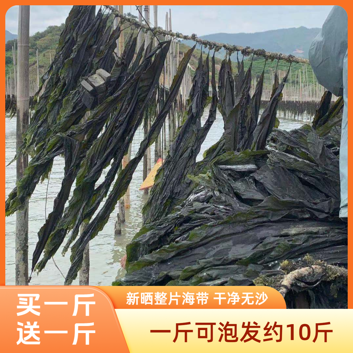 2斤原条海带新晒干净无沙煲汤糖水香