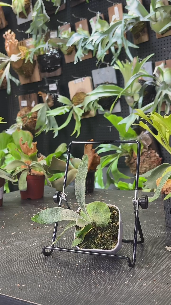 不开花植物野银孢子苗
