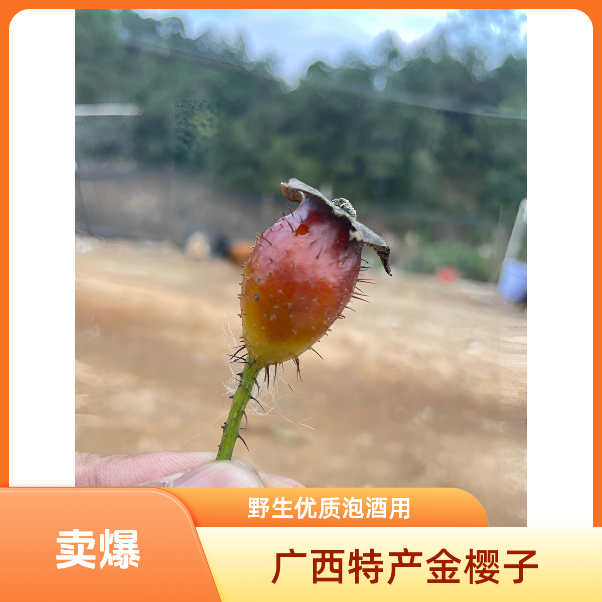 广西野生金樱子泡酒优质糖罐子