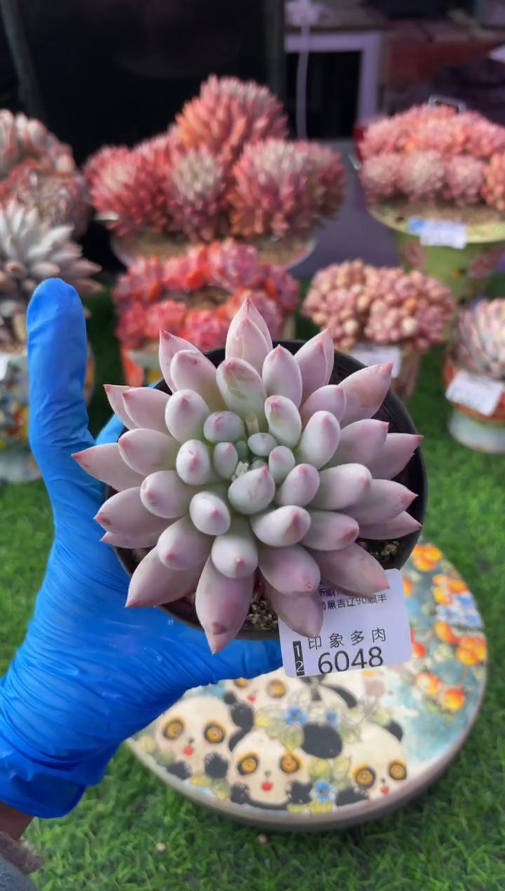 昆明印象多肉6048