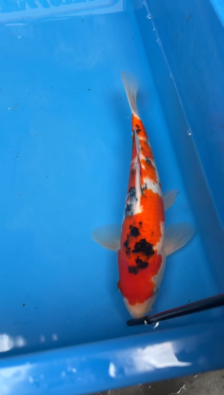 锦鲤苦*17号锦鲤鱼 闪购大正