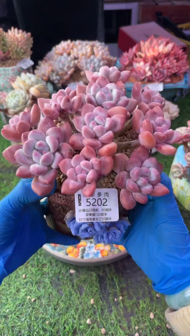 昆明印象多肉5202