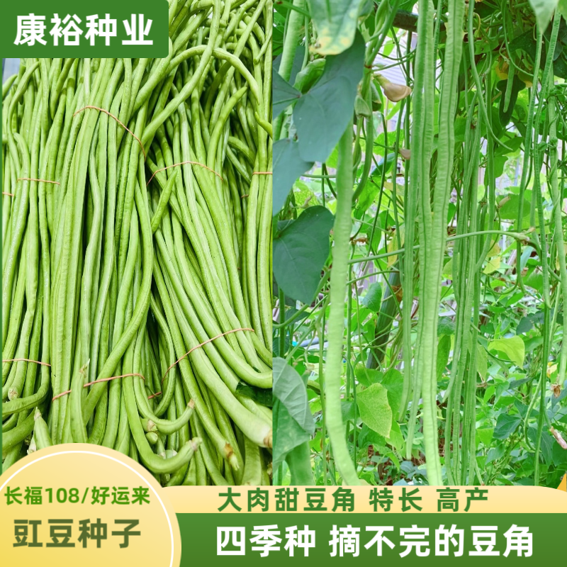 【康裕种业】长福108/好运来 高产长豆角 豇豆种子  