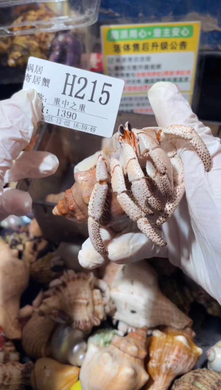 重**重蜗居异宠寄居蟹215粉马岛