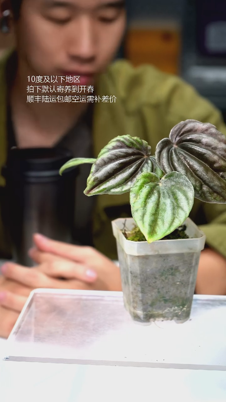 完全开放015-椒草锦