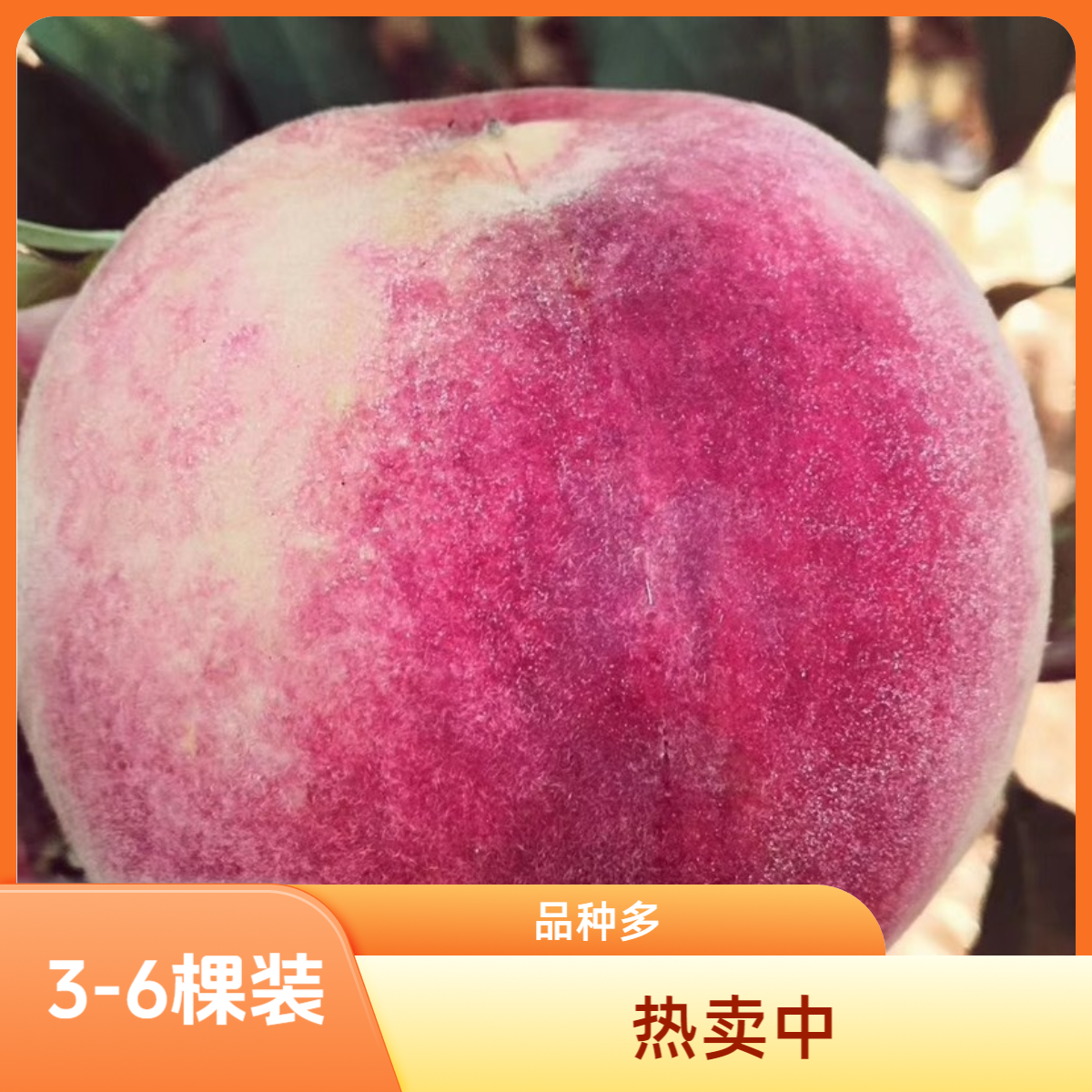 桃树果苗嫁接地栽新品种桃树南方北方种植早熟特大冬桃水蜜桃树苗