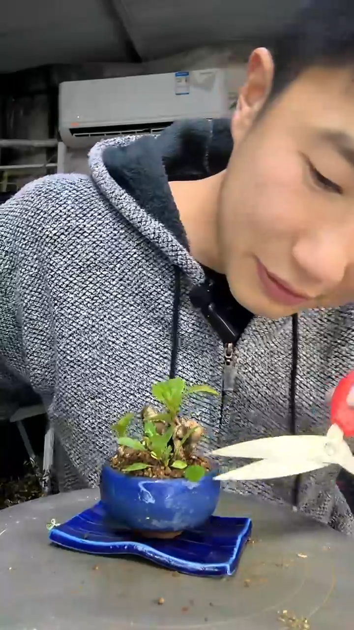 库*林中青园艺一物一拍花168
