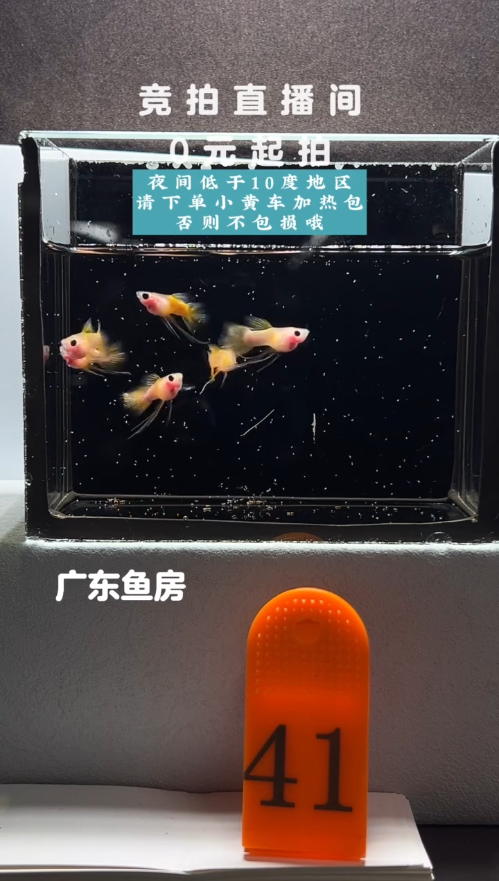 孔雀鱼幻彩长公6只编号41