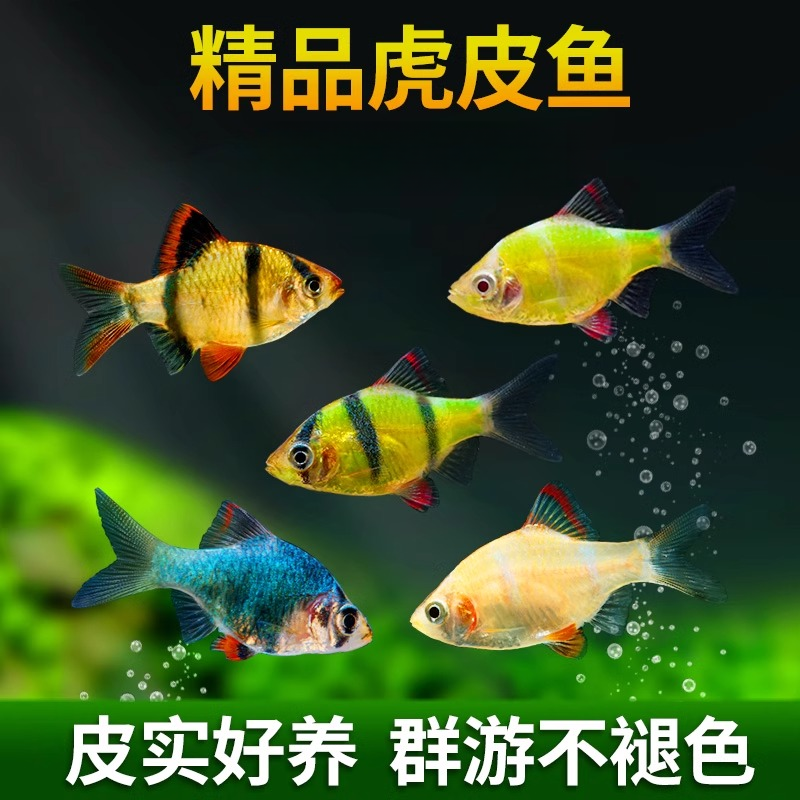 水族观赏鱼虎皮鱼活体热带鱼新手淡水好养活草缸群游活鱼小型鱼苗