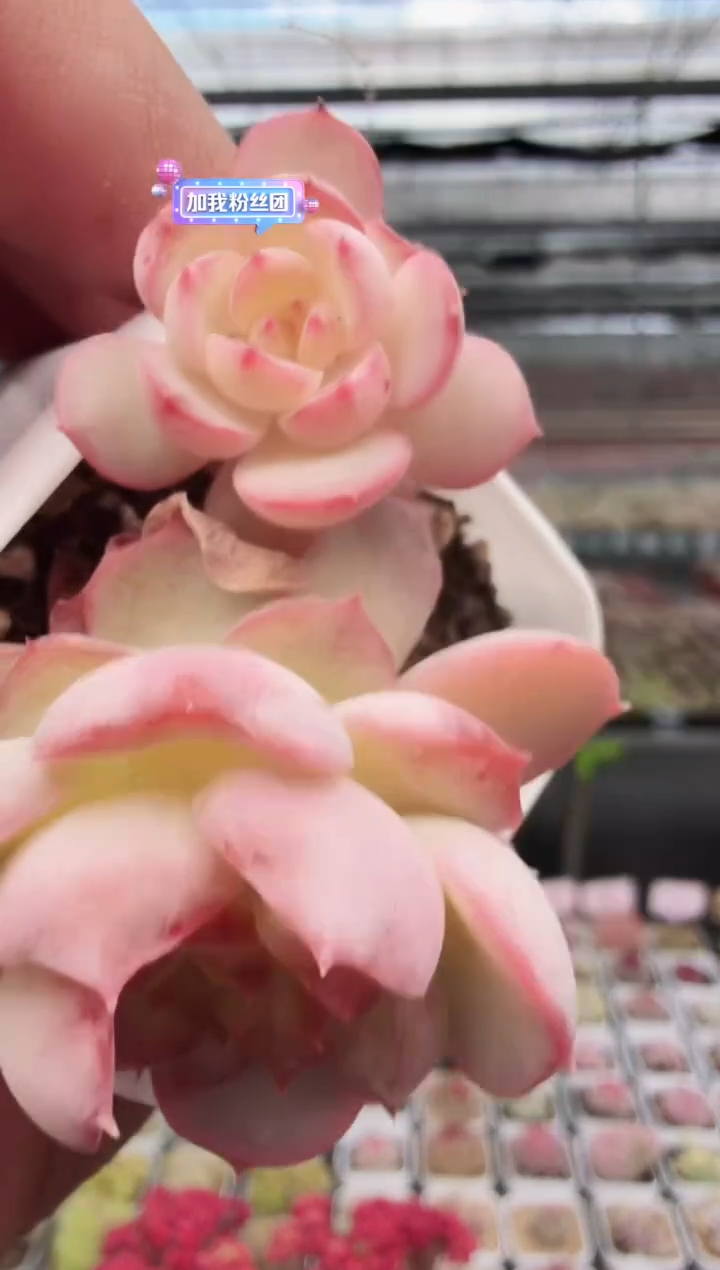 东云多肉园新款-43