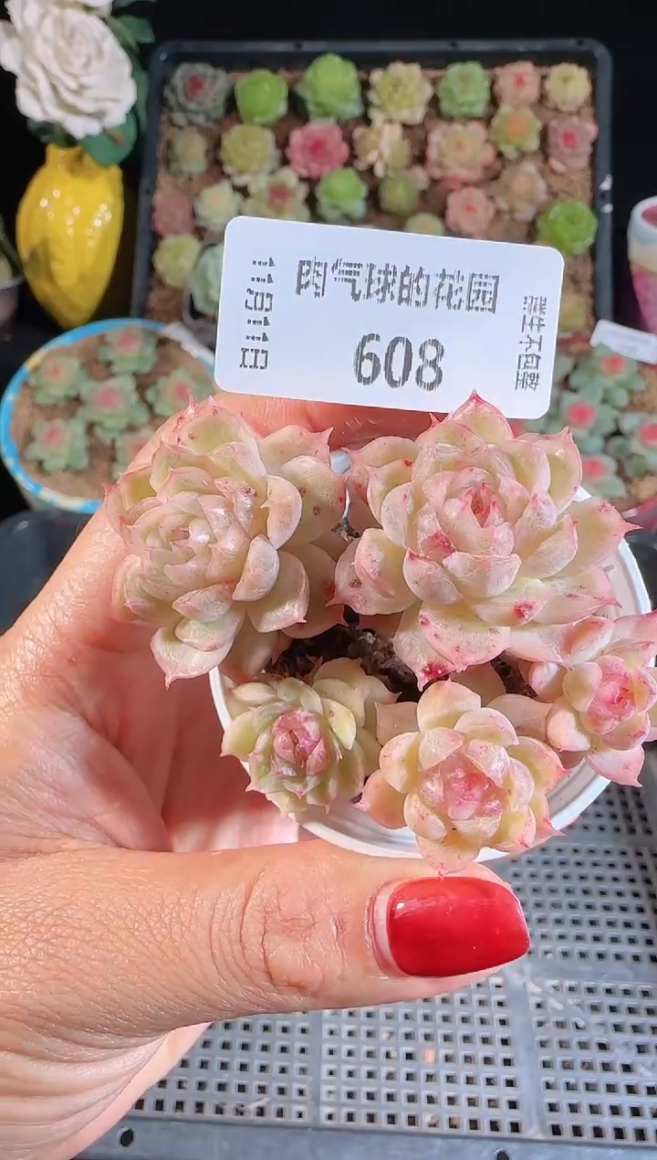 1111-608（群生不包整）