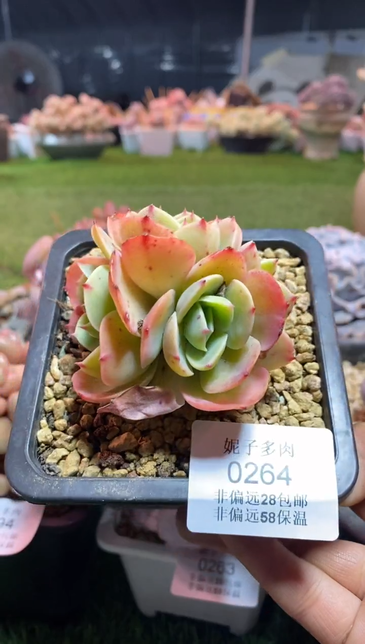 【闪购商品】0264a