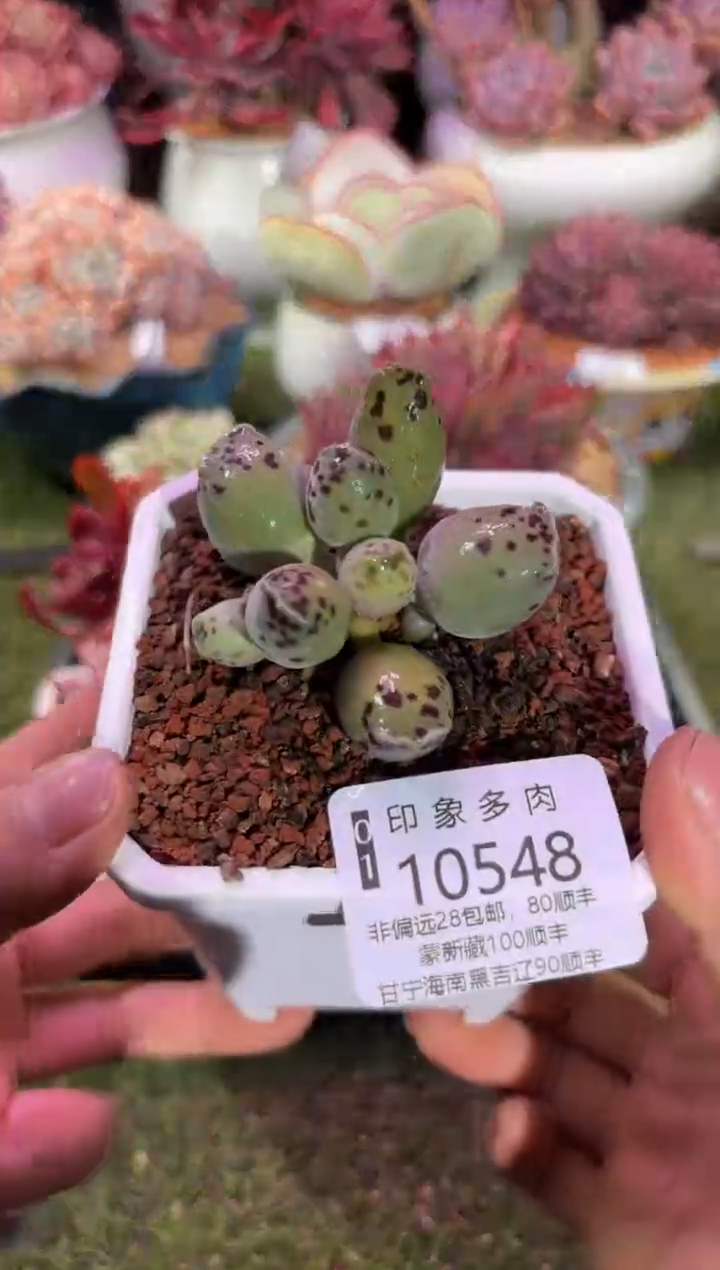 【闪购商品】10548