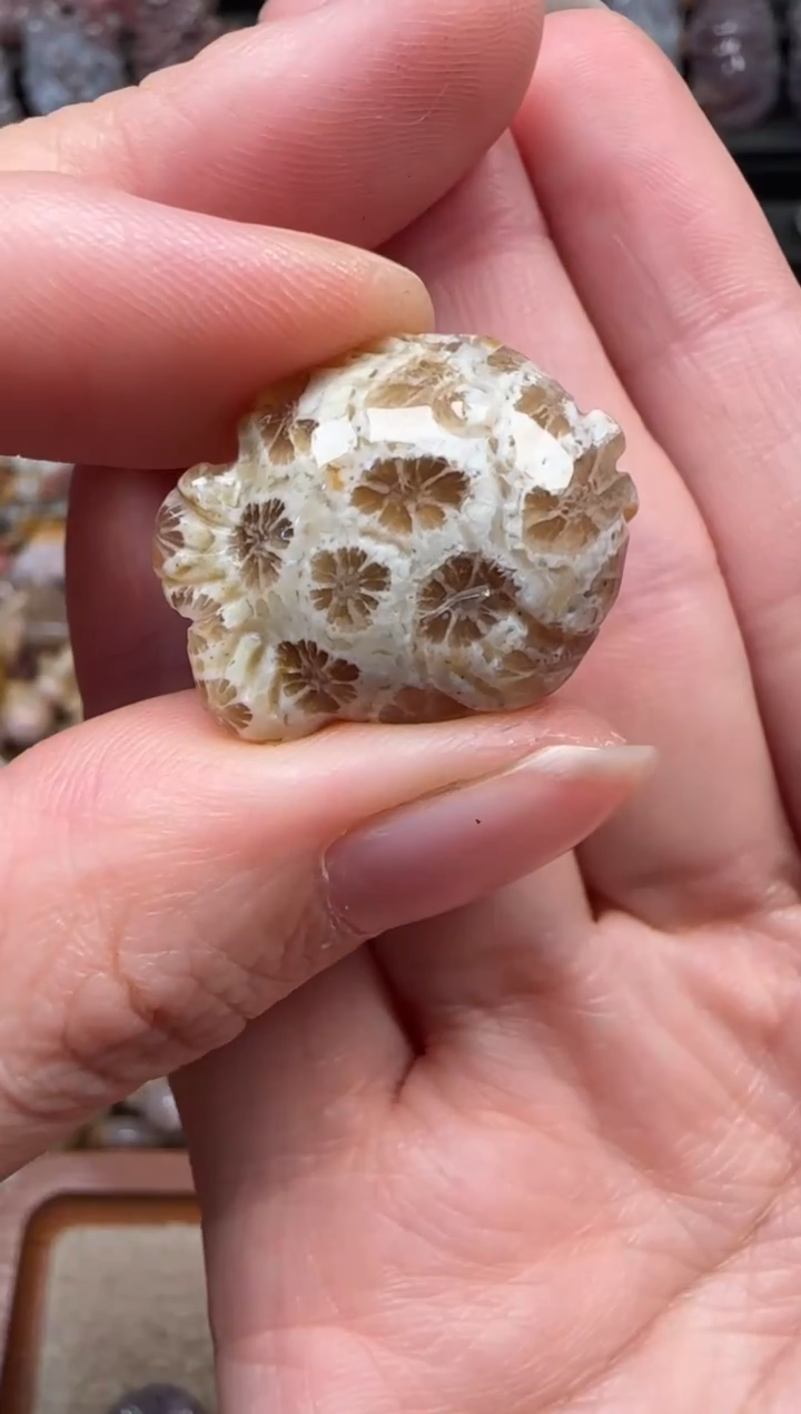 颈饰未镶嵌硅化珊瑚（珊瑚玉）406