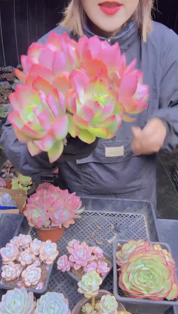 杨*姐001绮罗仙子一物一拍