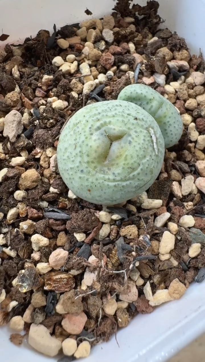 阿*吖10-181多肉植物肉锥