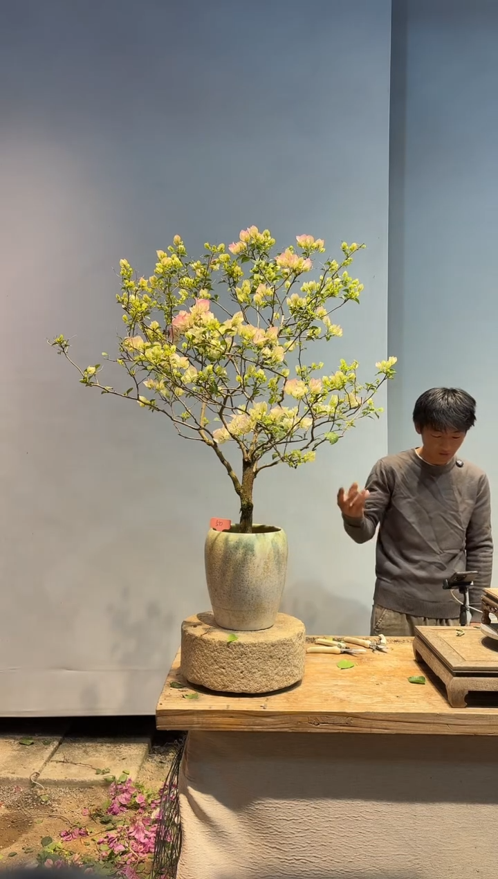 以实际为准三角梅50