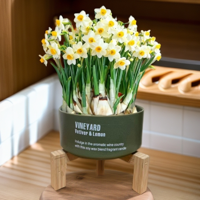 水仙花 正宗漳州水仙  带北欧风祖母绿陶瓷盆带底座