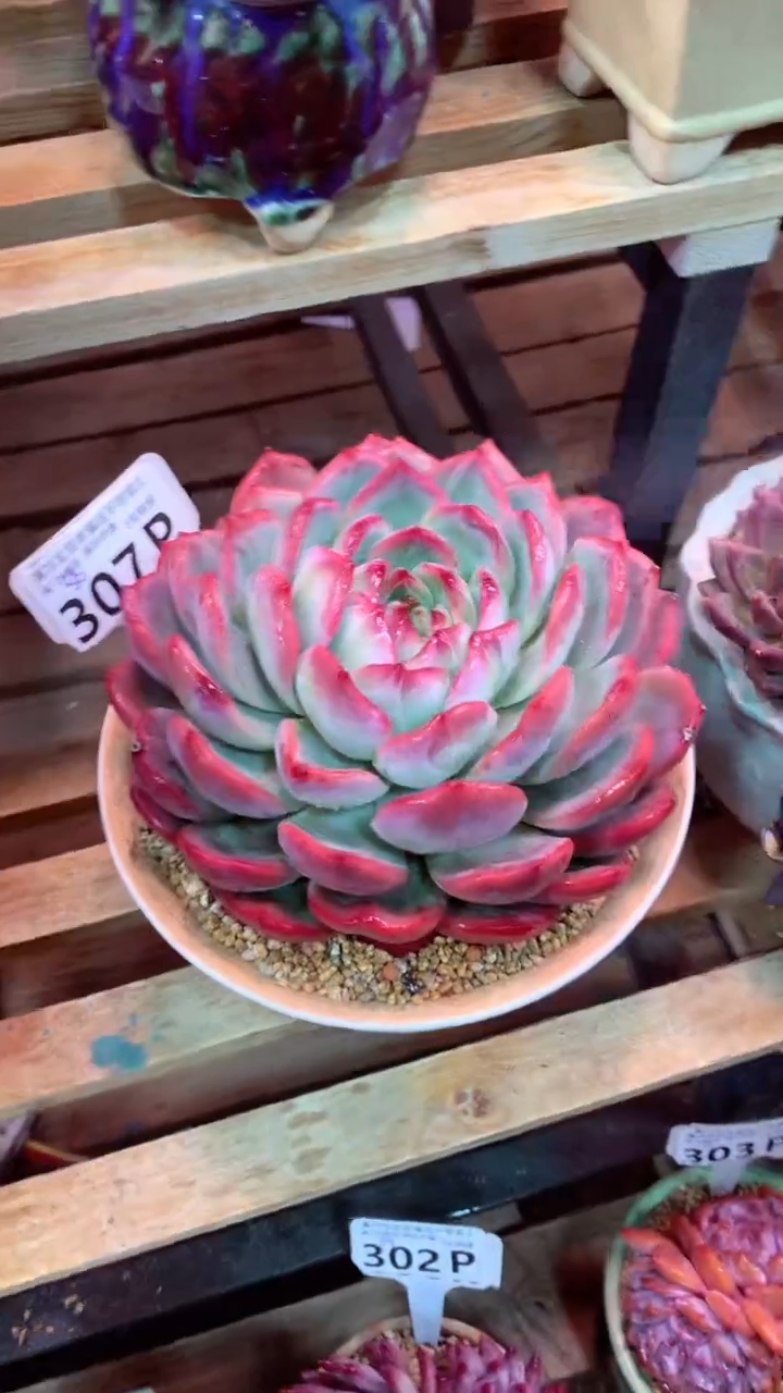 307P（一物一拍，精品多肉，所见即所得 ）