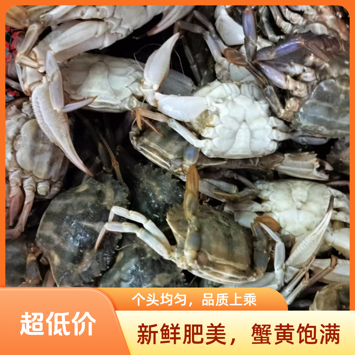 花盖蟹断氧4斤（保鲜保肥不保活）断腿较多，介意勿拍
