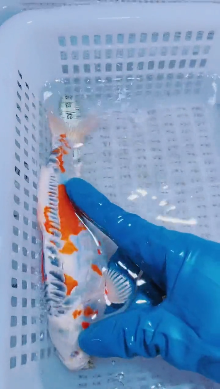 锦鲤血统锦鲤全场包邮174