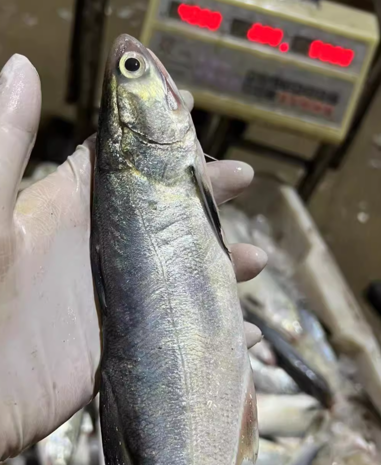 新鲜海鱼 新鲜马友鱼  海鱼  马友鱼  3斤