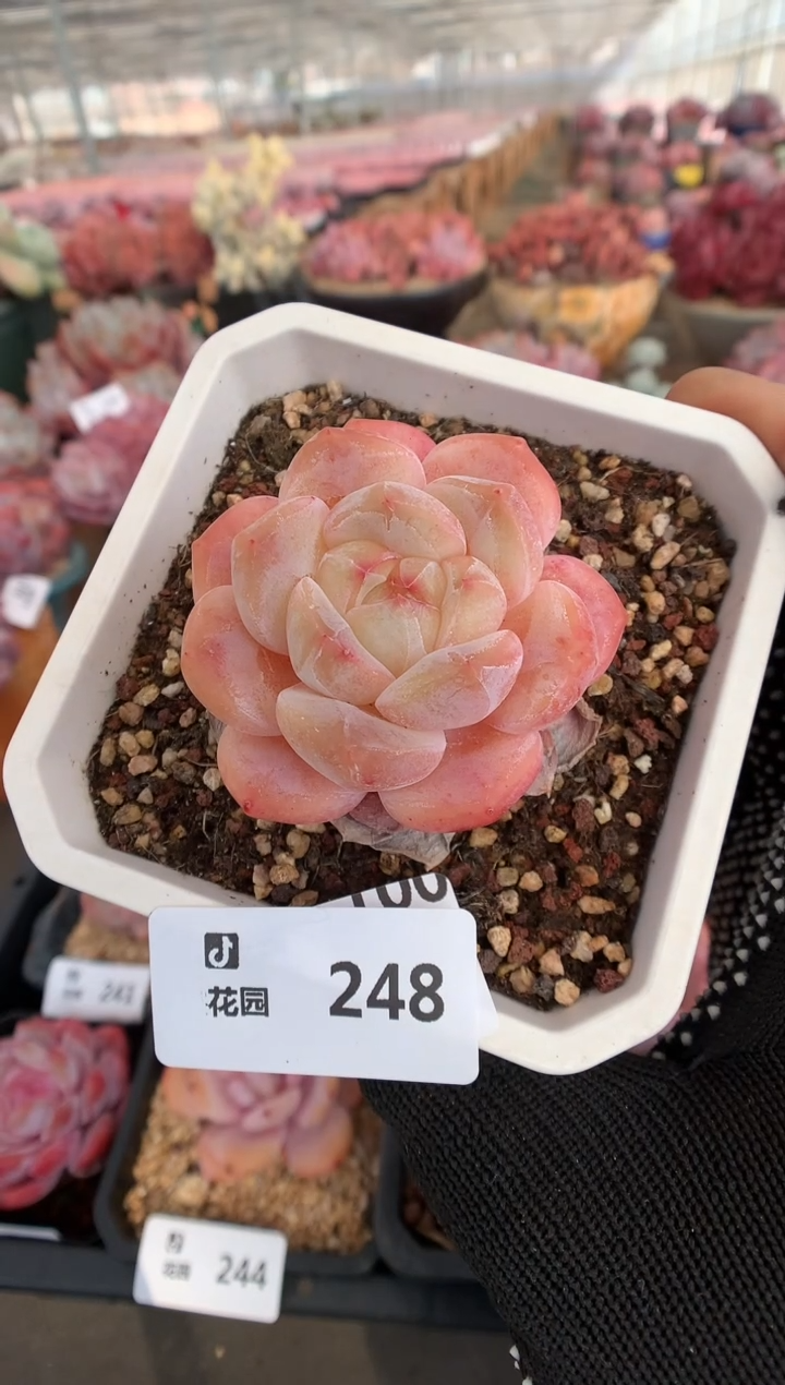 248糖心多肉植物一物一拍