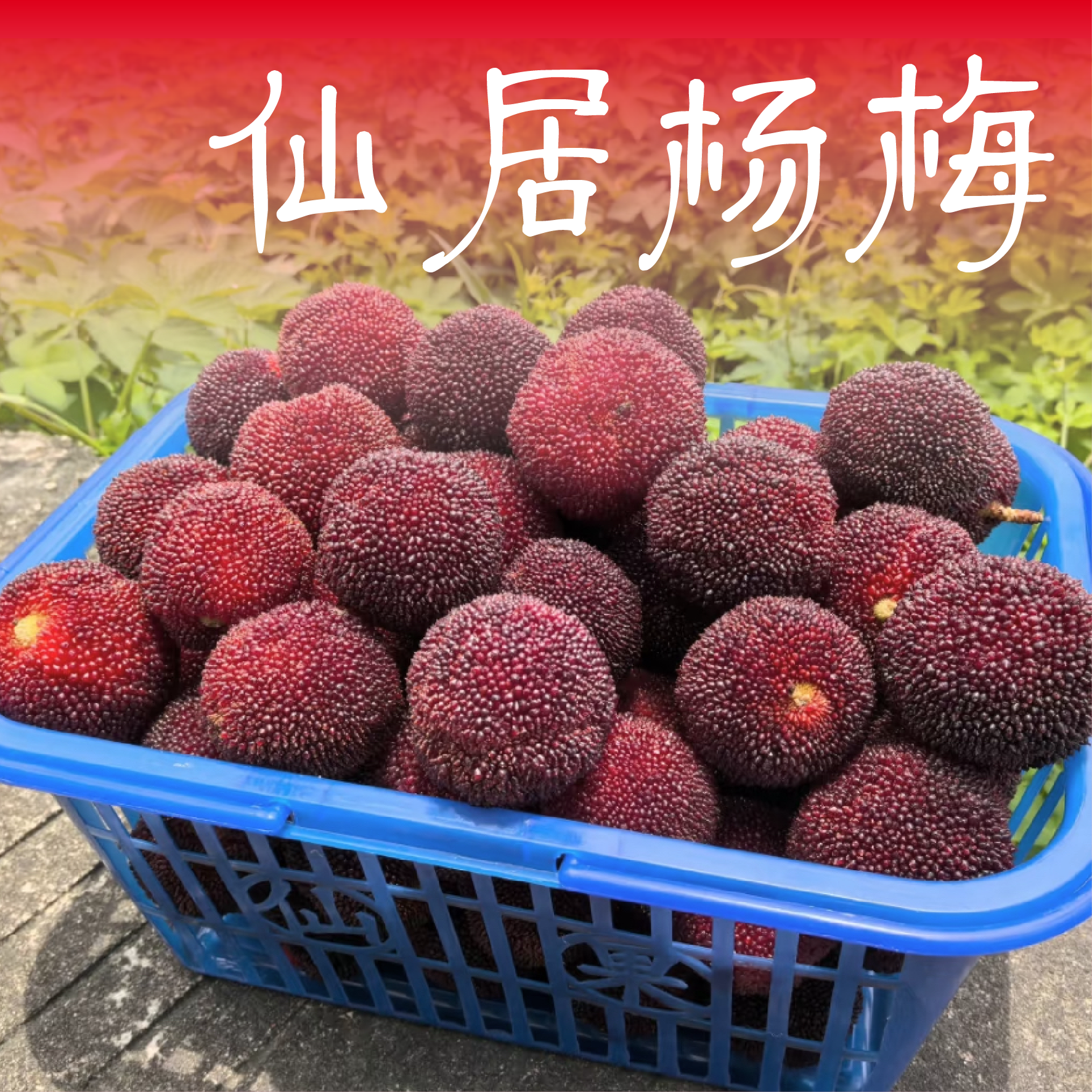 6.20现货今天拍明天到【正宗仙居东魁杨梅】17-22g买3斤送3斤两篮杨梅同城送浙江省