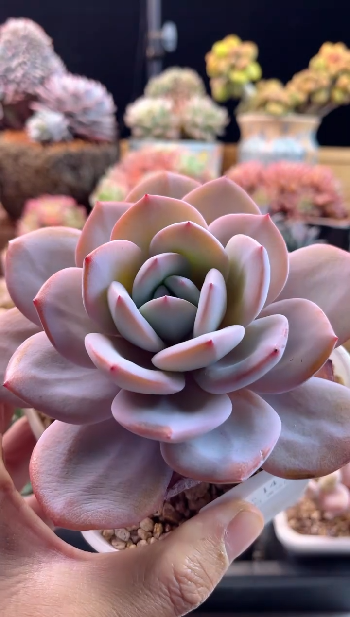 【闪购商品】1.16-14奶茶