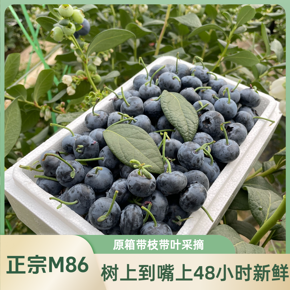 【M86霸王莓】800g装 云南澄江脆甜花香蓝莓 现摘现发孕妈宝宝水果