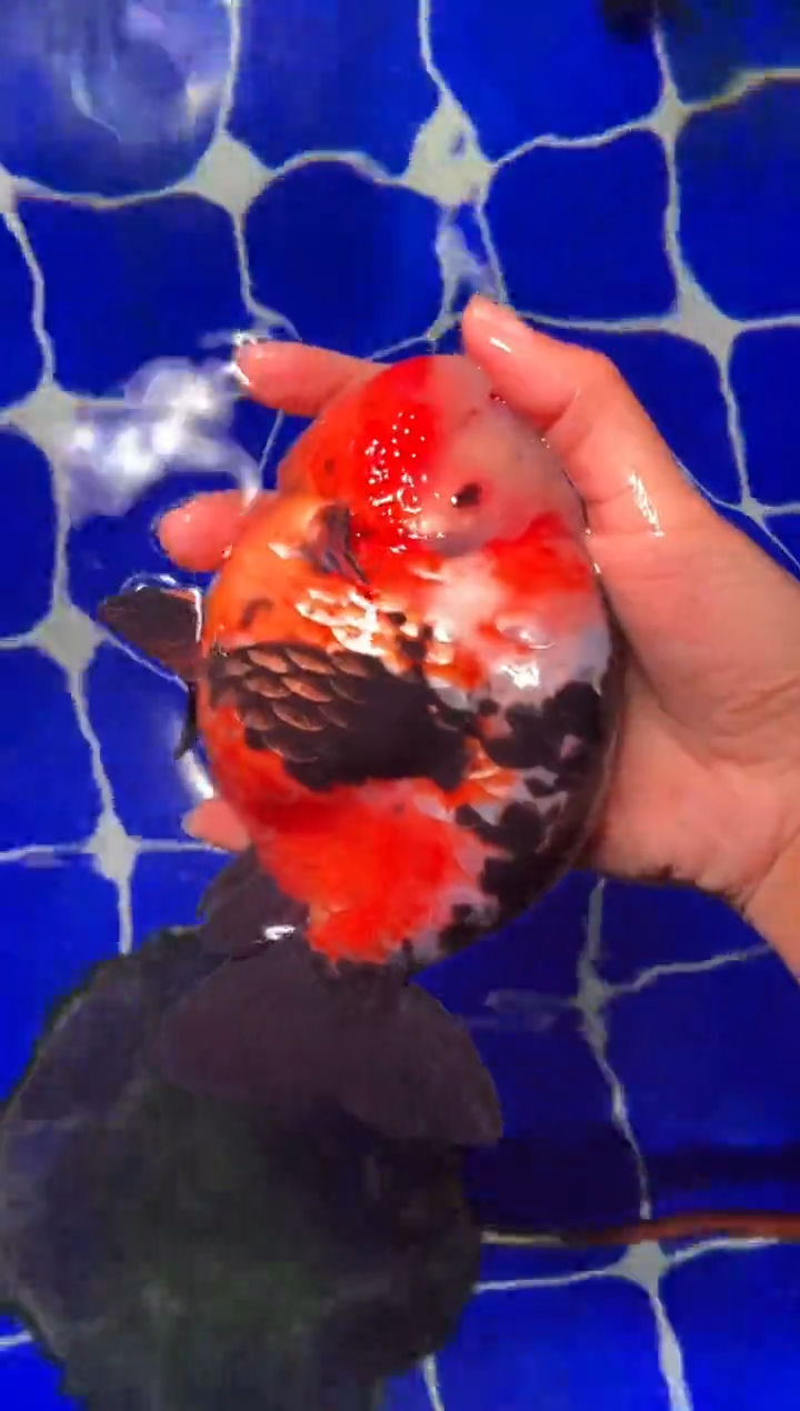 金鱼（运费到付，马印灯下展示）福州追鱼兰寿金鱼