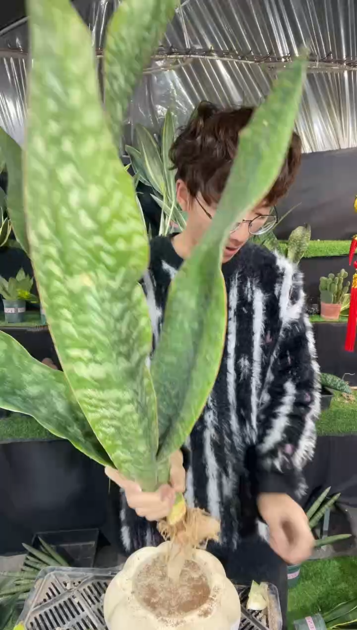 【闪购商品】大号嘉宝虎皮兰28.8裸根