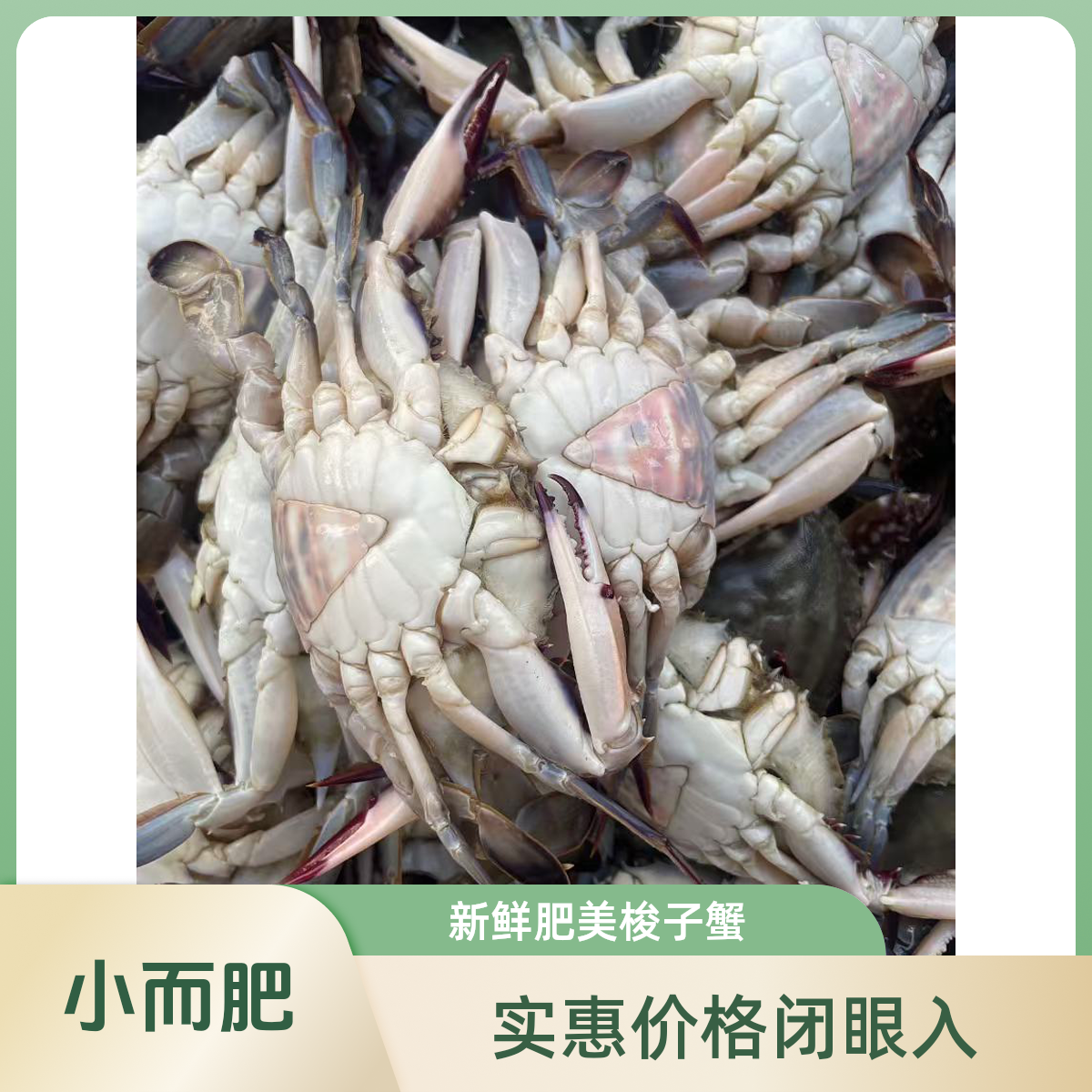 羊口港一卤鲜咸三角小母蟹3斤装【冻蟹】每斤5-6只，约2两/只