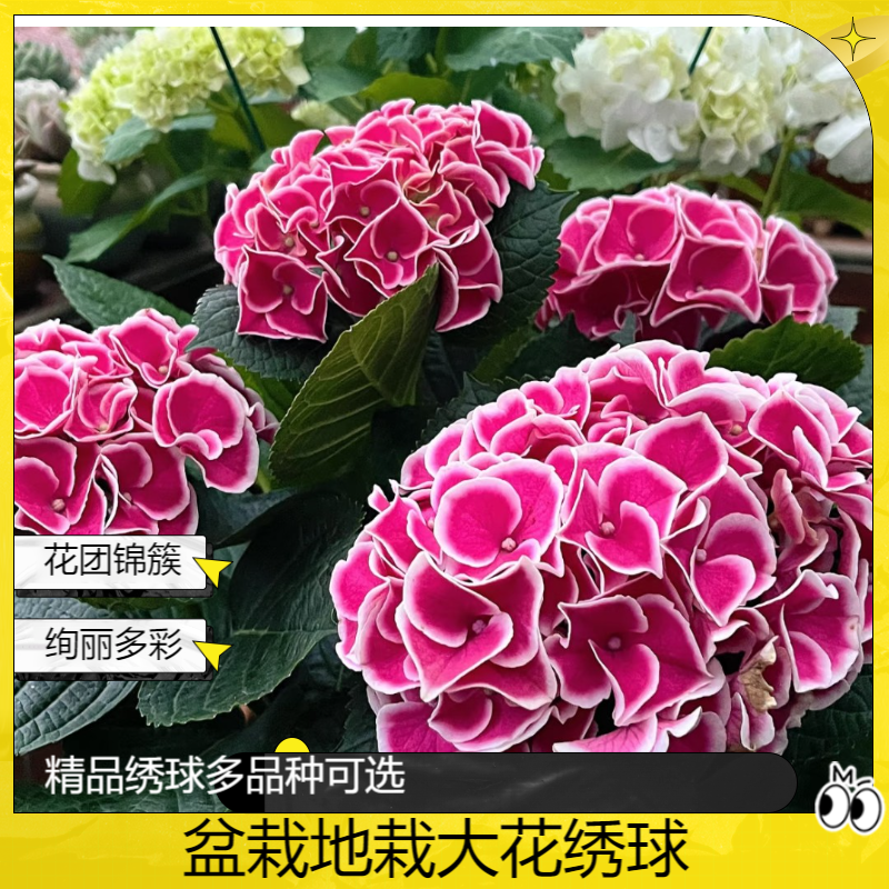【精品大花绣球】绣球花盆栽地栽露天苗别墅款工程款红粉蓝紫多色