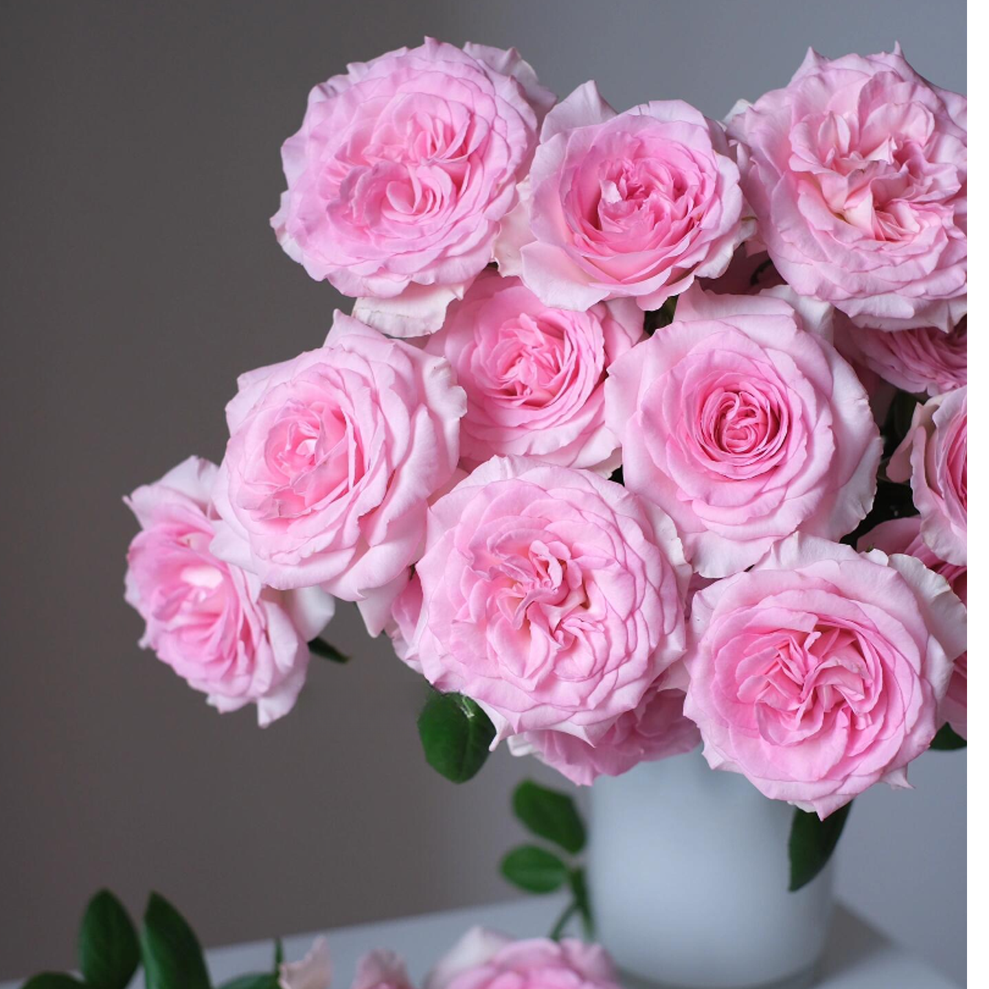 【洛神单头玫瑰花】网红玫瑰花洛神玫瑰鲜花束鲜切花朵云南昆明直发