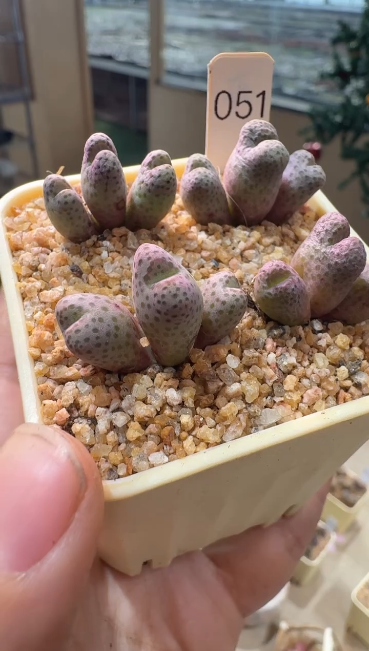 378多肉植物肉锥斑马到手两颗