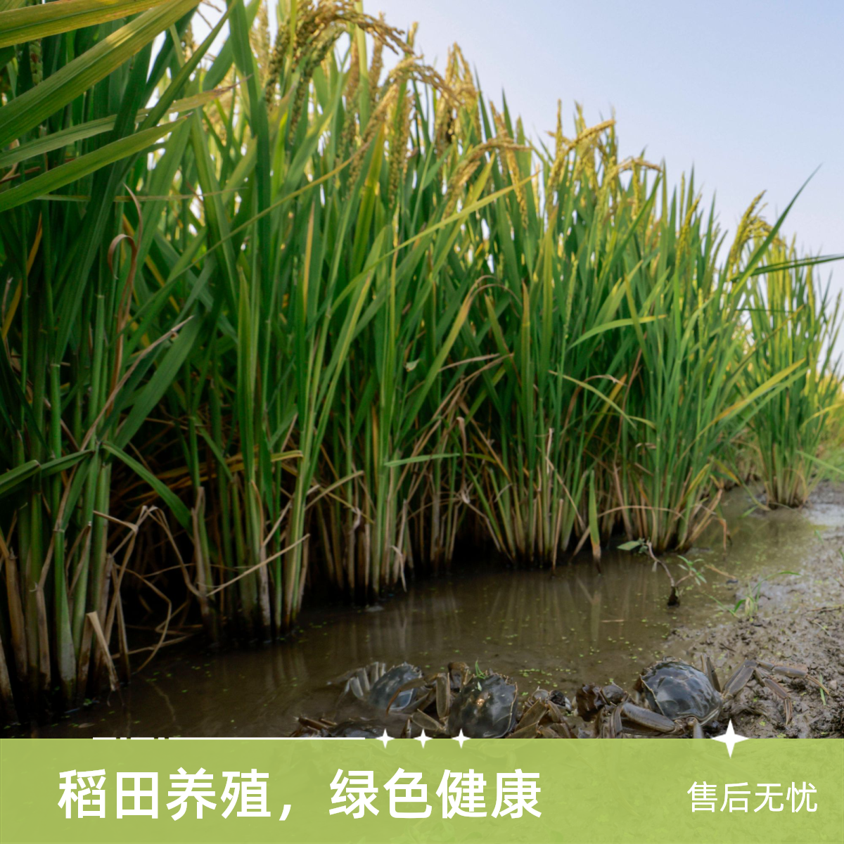 活蟹 盘锦河蟹 全母蟹 0.9-1.2两 3斤 138元（大约28只）送 公蟹1斤