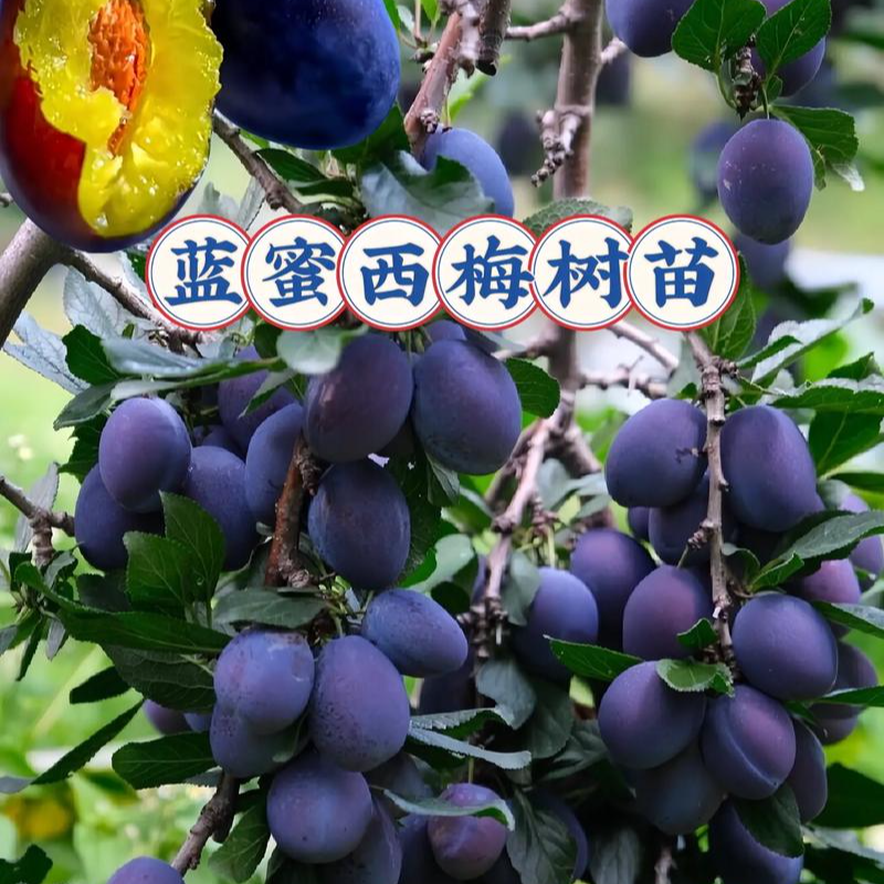 嫁接种西梅蓝蜜耐寒适合南北方种植盆栽