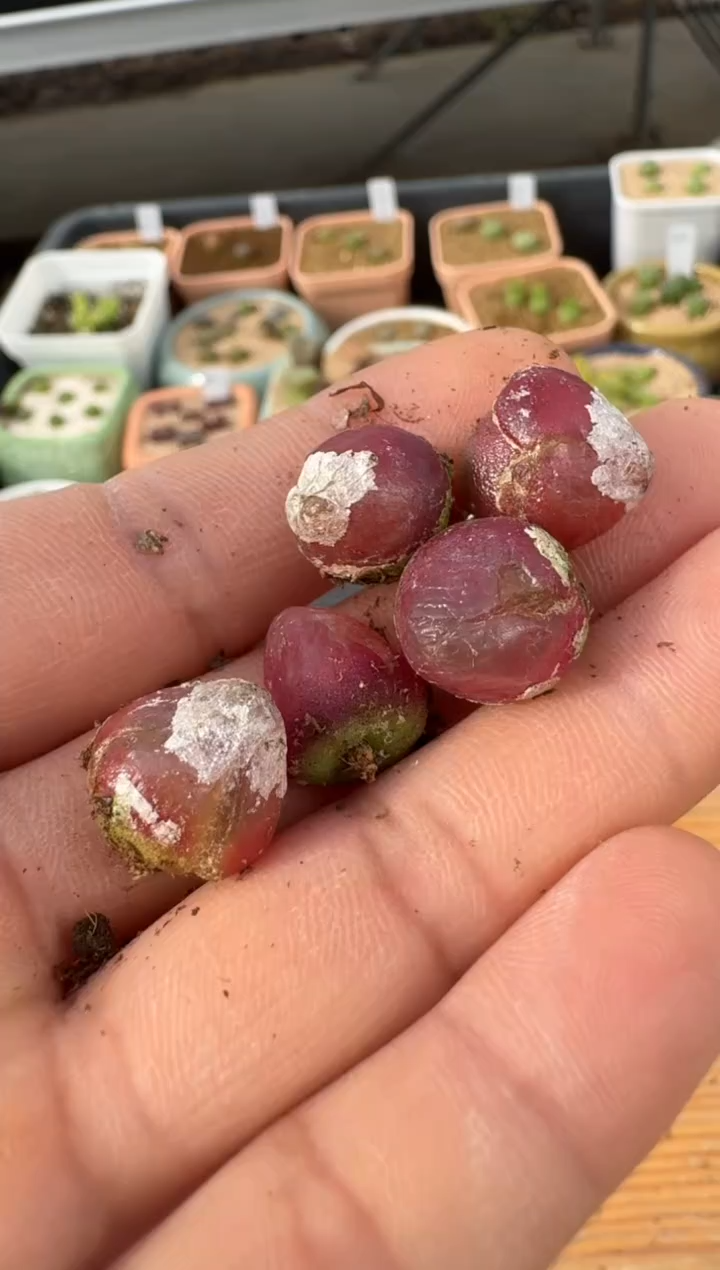 【闪购商品】2.5-2