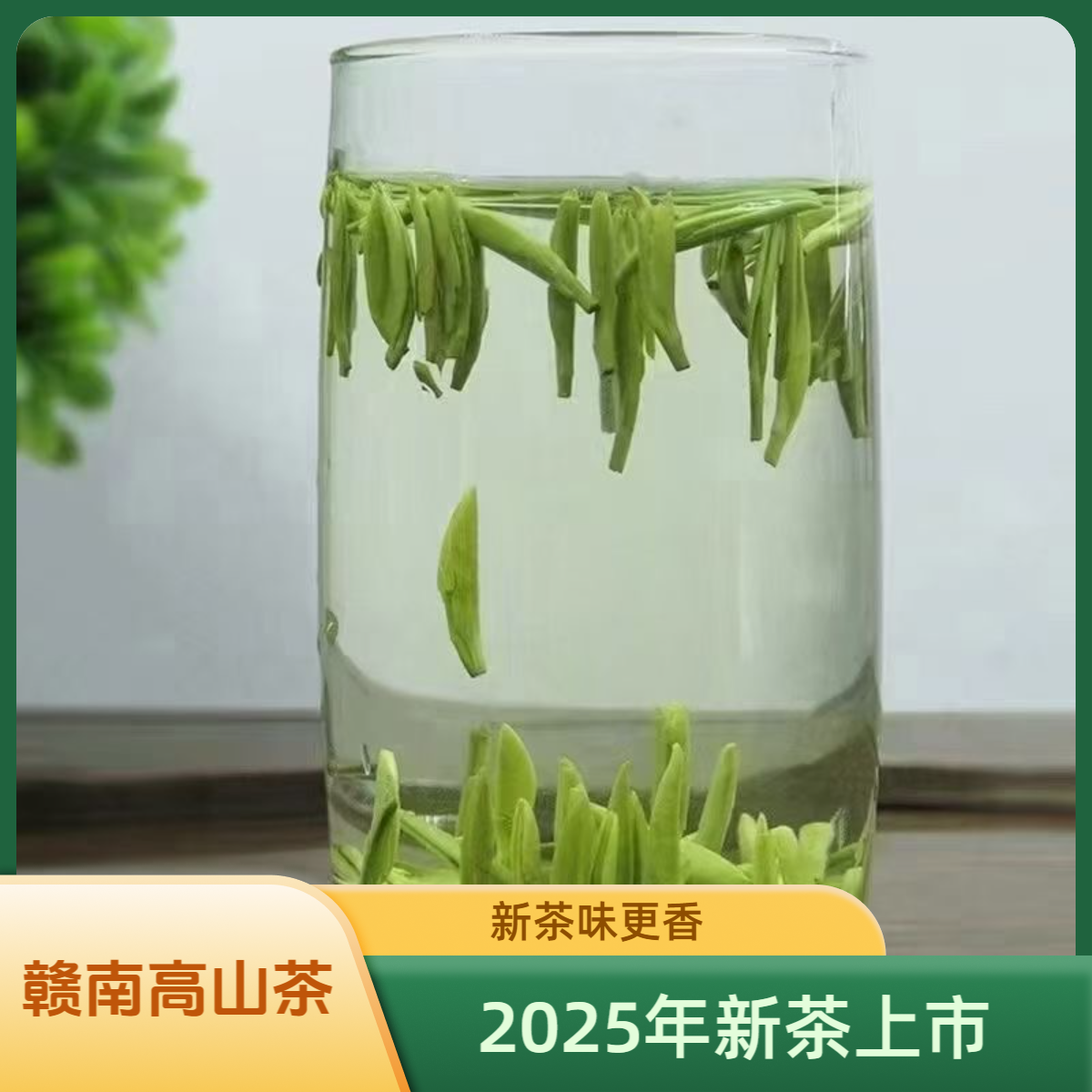 2025年新茶上犹剑绿赣南高山茶